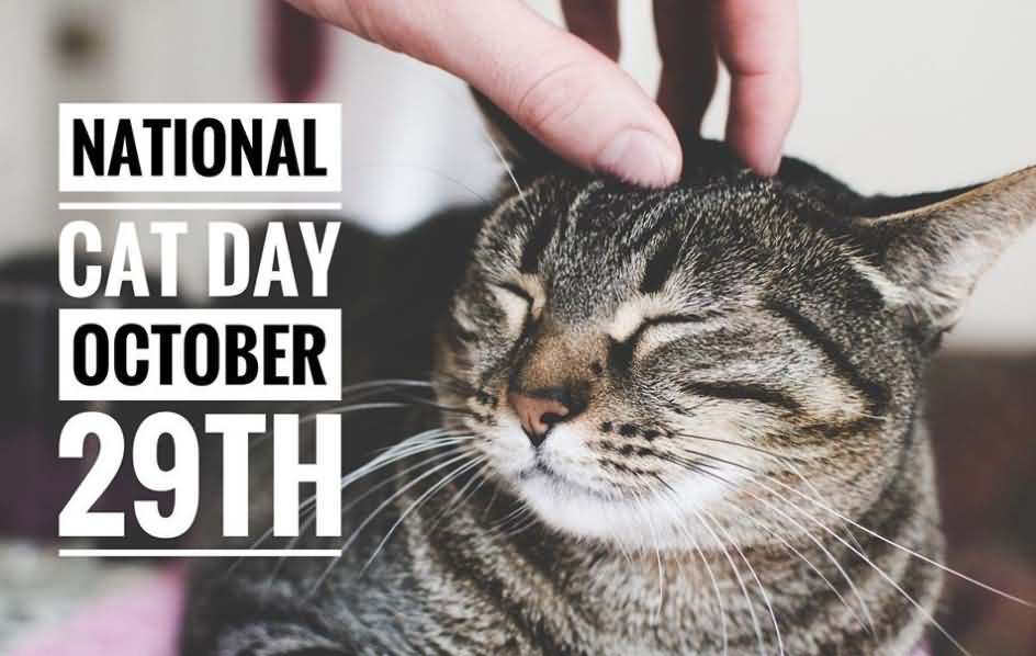 National Cat Day poster showing a grey tabby cat having it's head scratched